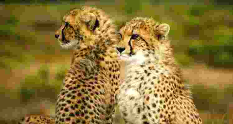 Image of cheetahs.  Image of cheetahs.