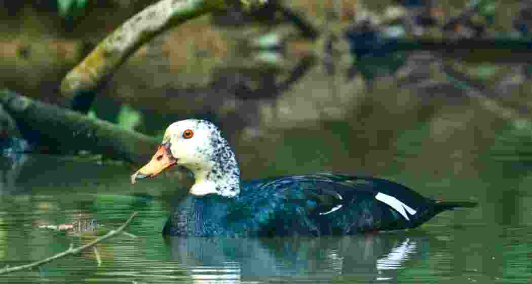The white-winged wood duck, Assam’s State bird and one of the world’s rarest waterfowl species. The white-winged wood duck, Assam’s State bird and one of the world’s rarest waterfowl species.