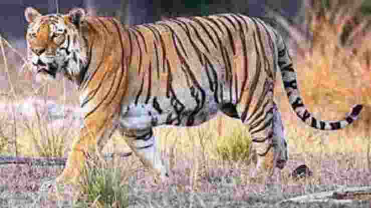 Tadoba reserve survey: 55 tigers, 17 leopards among 5,000 animals spotted Tadoba reserve survey: 55 tigers, 17 leopards among 5,000 animals spotted
