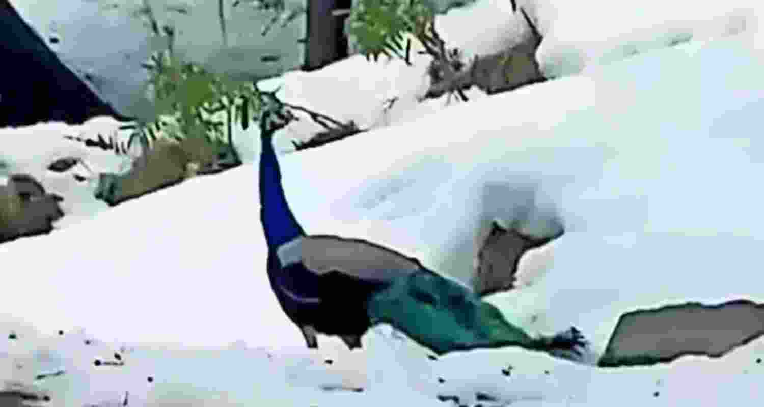 A peacock has been spotted in the snowy forests near Manali in Kullu district. A peacock has been spotted in the snowy forests near Manali in Kullu district.