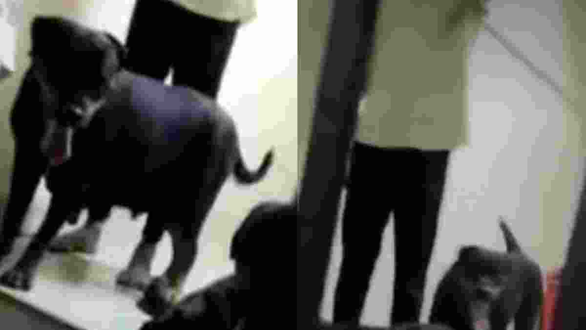 Rottweiler attack leaves 5-year-old girl severely injured in Chennai’s park, hospitalised Rottweiler attack leaves 5-year-old girl severely injured in Chennai’s park, hospitalised