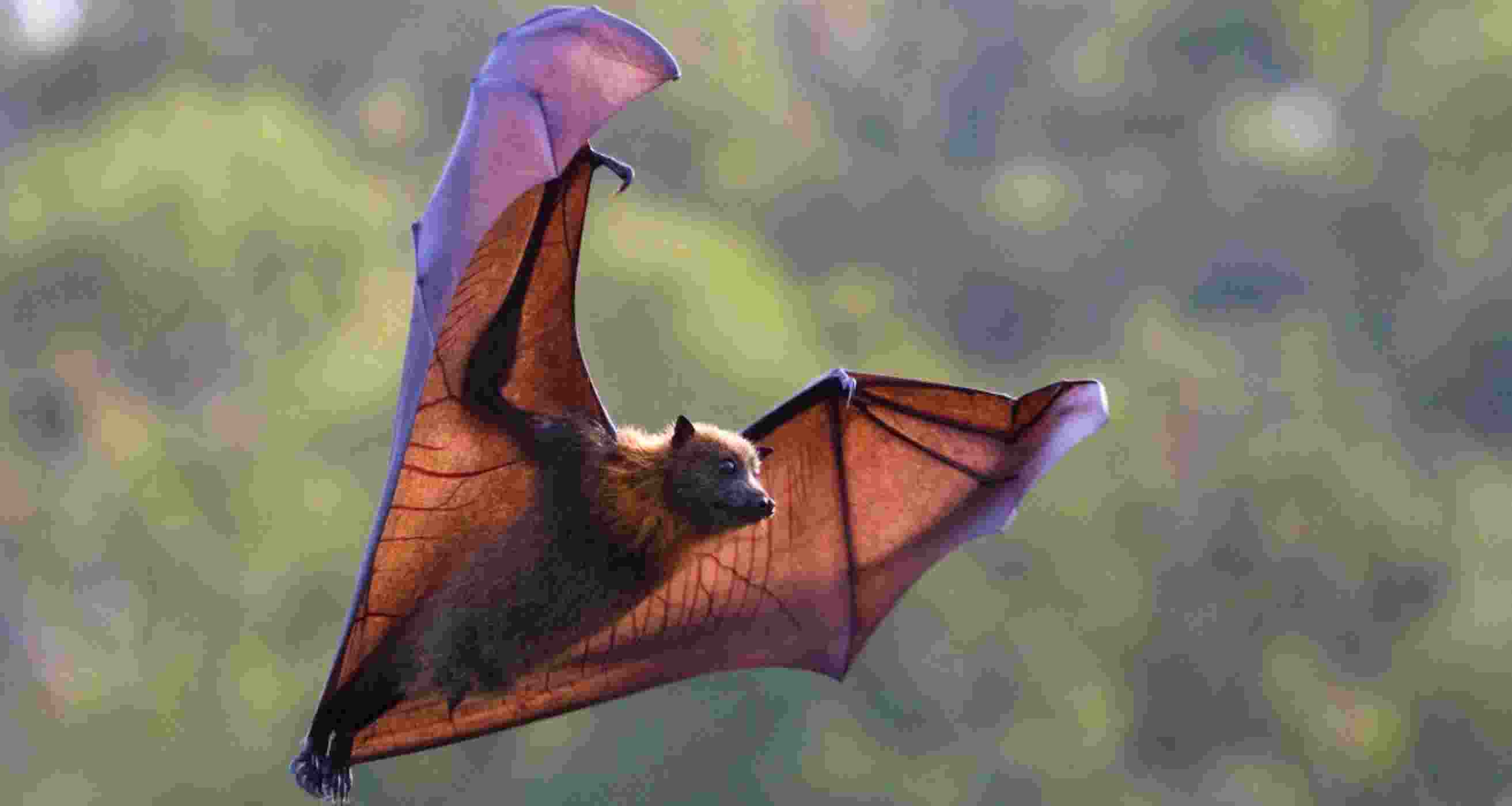 Climate change threatening survival strategy of bats Climate change threatening survival strategy of bats