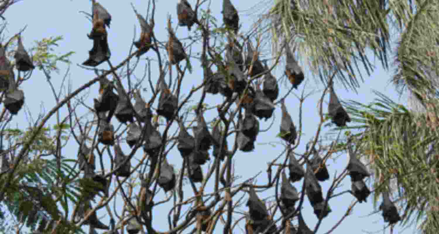 Kolkata zoo bats undergo RT-PCR tests amid Nipah scare Kolkata zoo bats undergo RT-PCR tests amid Nipah scare
