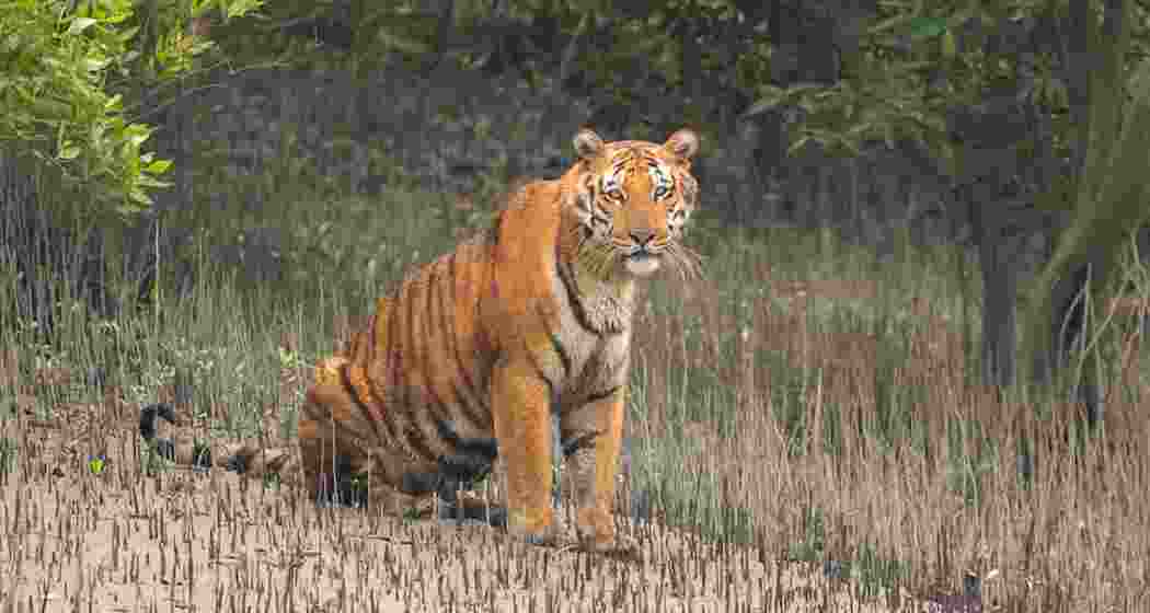 Royal Bengal Tiger. Royal Bengal Tiger.