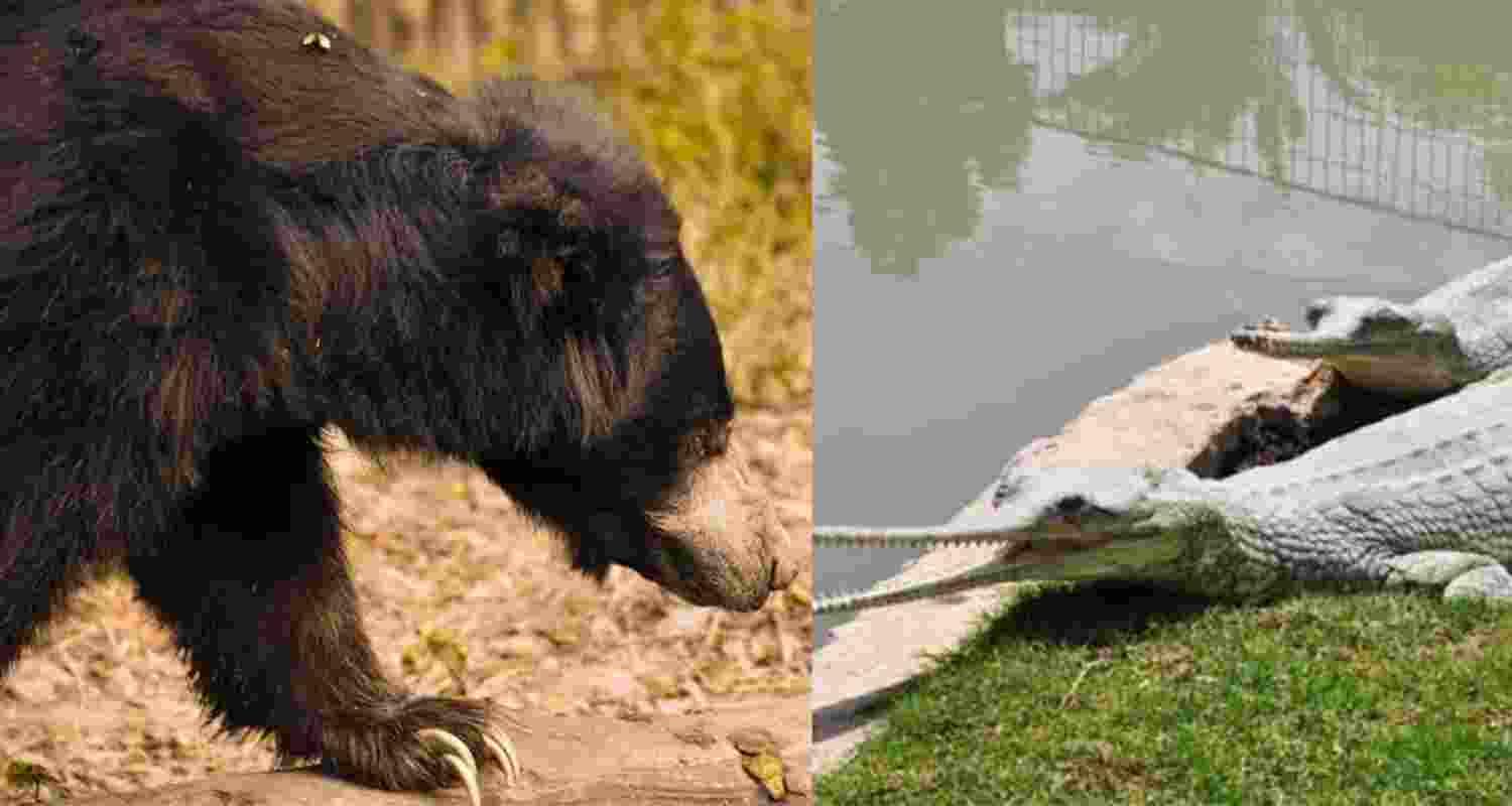 Bengal Safari Park welcomes 18 new animals ahead of Durga Puja Bengal Safari Park welcomes 18 new animals ahead of Durga Puja