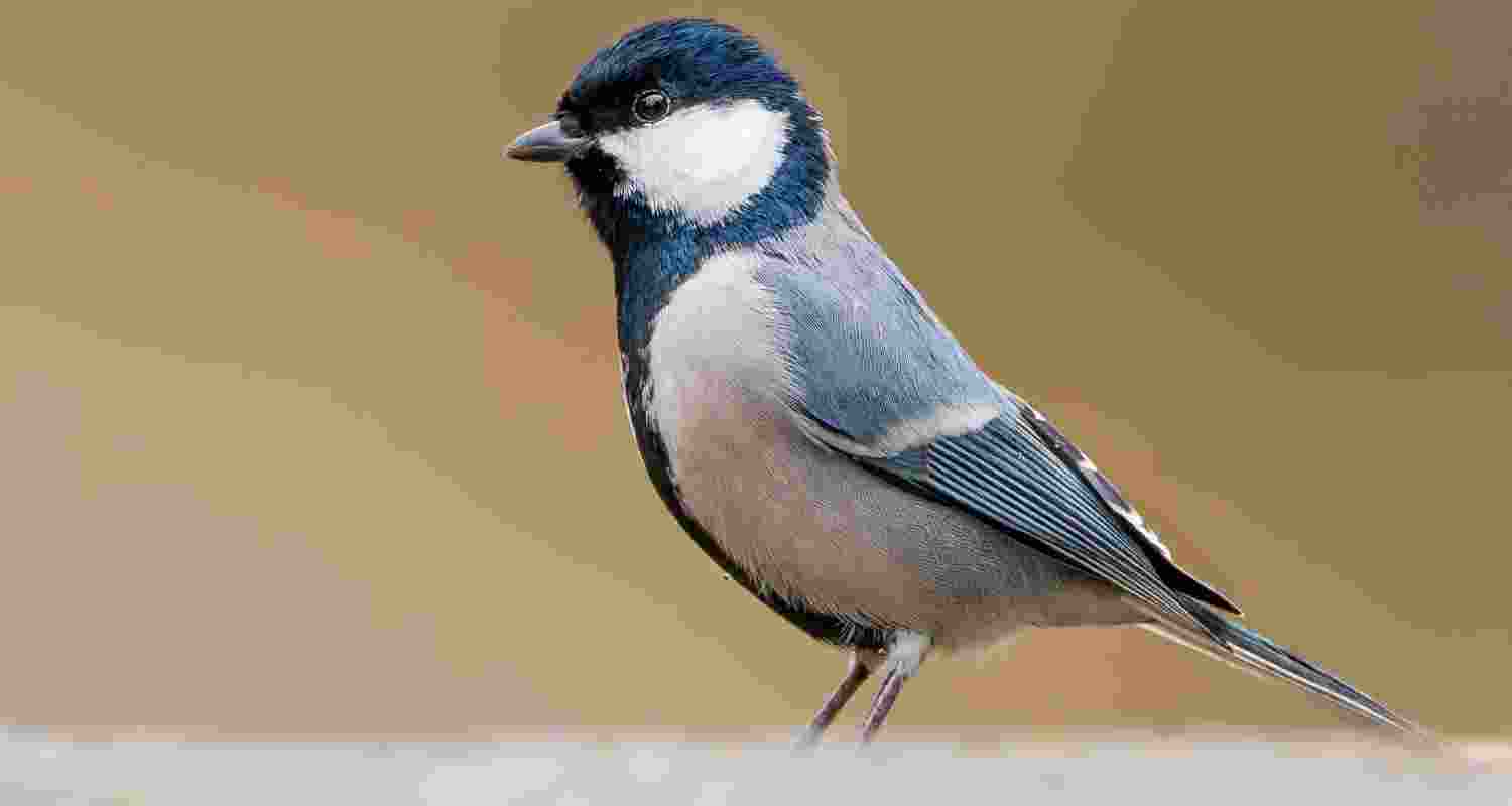 Representational image. Representational image.