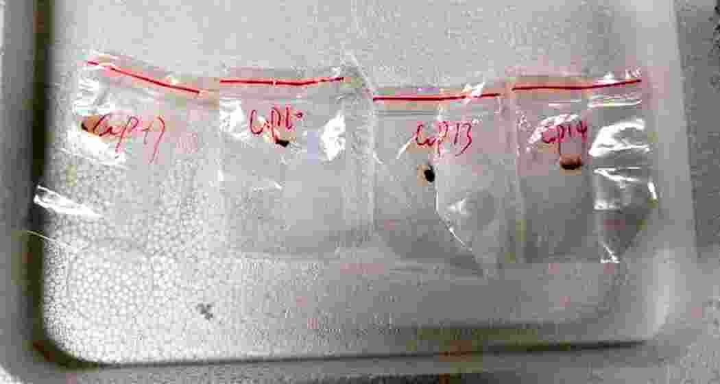 This image, released by the United States District Court for the Eastern District of Michigan, shows toxic plant pathogens allegedly smuggled into the US in a backpack by a Chinese researcher, federal authorities said on Tuesday, 3 June 2025. This image, released by the United States District Court for the Eastern District of Michigan, shows toxic plant pathogens allegedly smuggled into the US in a backpack by a Chinese researcher, federal authorities said on Tuesday, 3 June 2025.