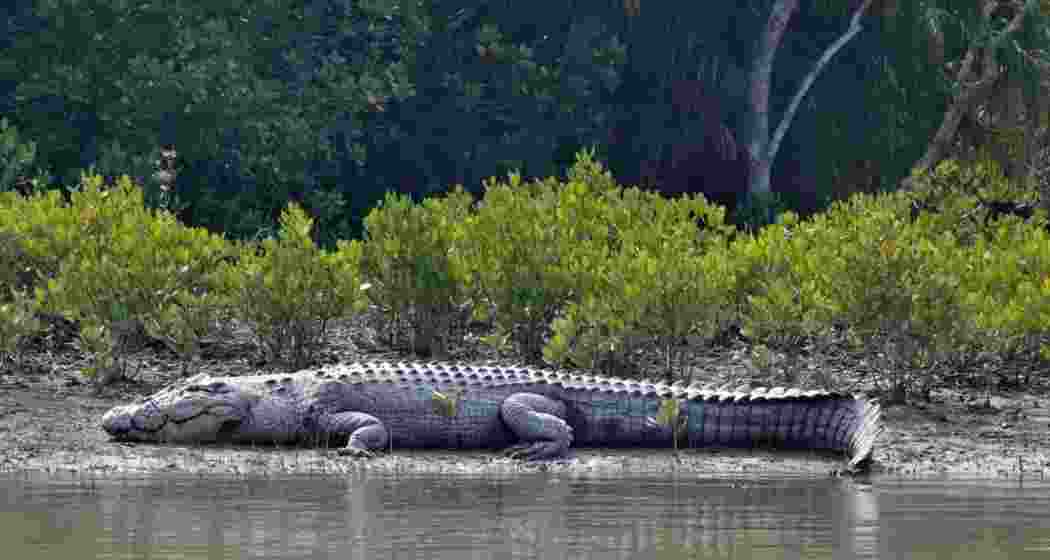 Bengal’s Sunderbans sees rising crocodile count after 12 yrs Bengal’s Sunderbans sees rising crocodile count after 12 yrs