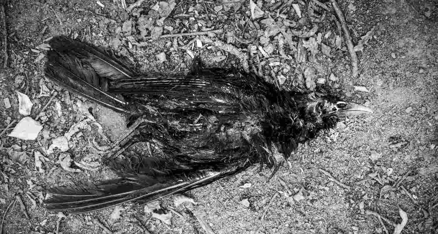 Representative Image. Representative Image.