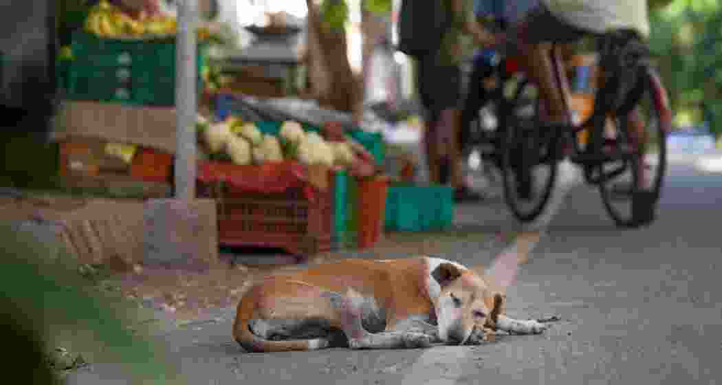 A stray dog rests on a quiet Delhi street. A stray dog rests on a quiet Delhi street.
