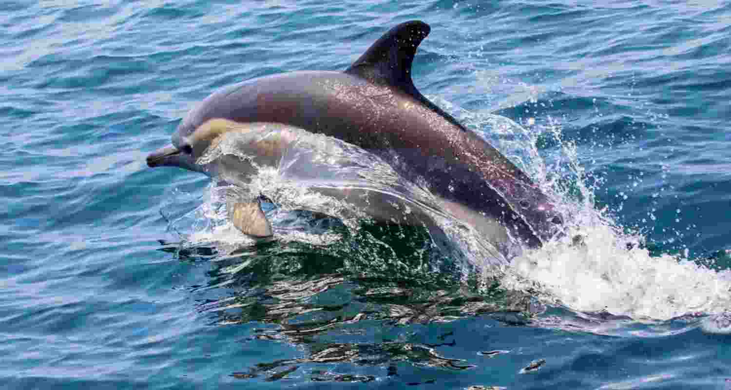 The results of the 2026 census are expected to provide updated data for ongoing conservation strategies in this vital wetland ecosystem The results of the 2026 census are expected to provide updated data for ongoing conservation strategies in this vital wetland ecosystem