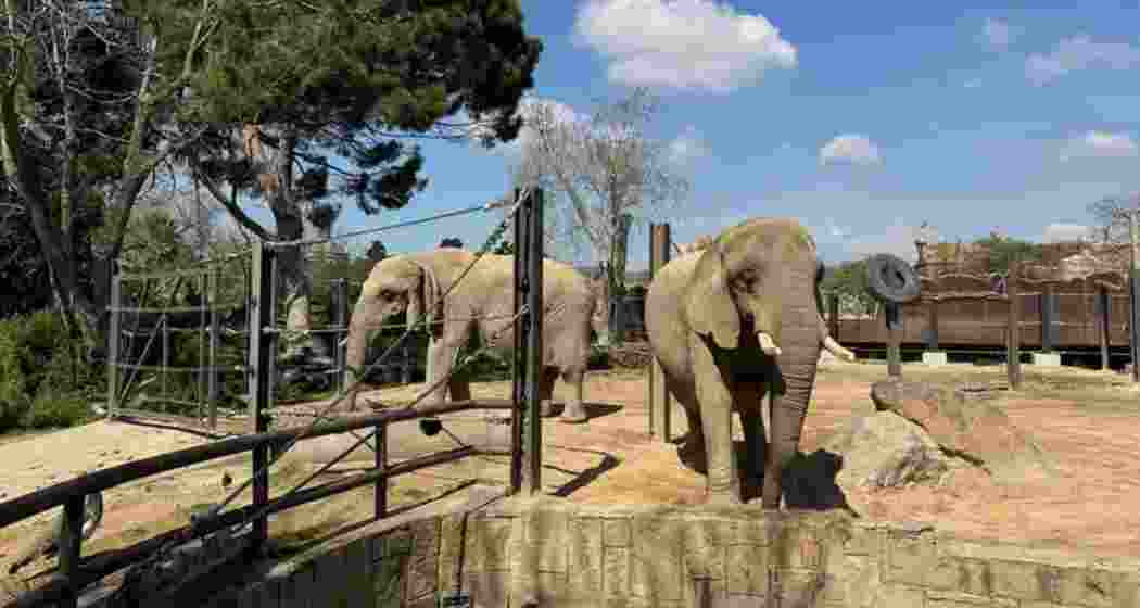 Spanish zoo helps elderly elephants age gracefully Spanish zoo helps elderly elephants age gracefully
