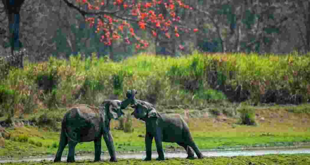 Elephants enjoying playful moment in their natural habitat at the Kaziranga National Park in Assam. Elephants enjoying playful moment in their natural habitat at the Kaziranga National Park in Assam.