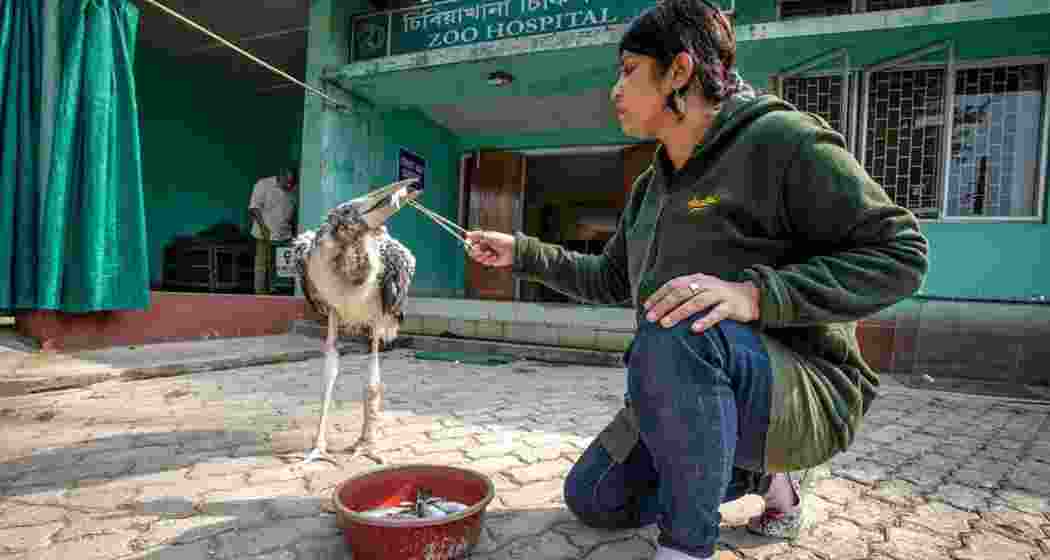Conservation biologist from Assam, Dr Purnima Devi Barman feeding a Greater Adjutant Stork. Conservation biologist from Assam, Dr Purnima Devi Barman feeding a Greater Adjutant Stork.