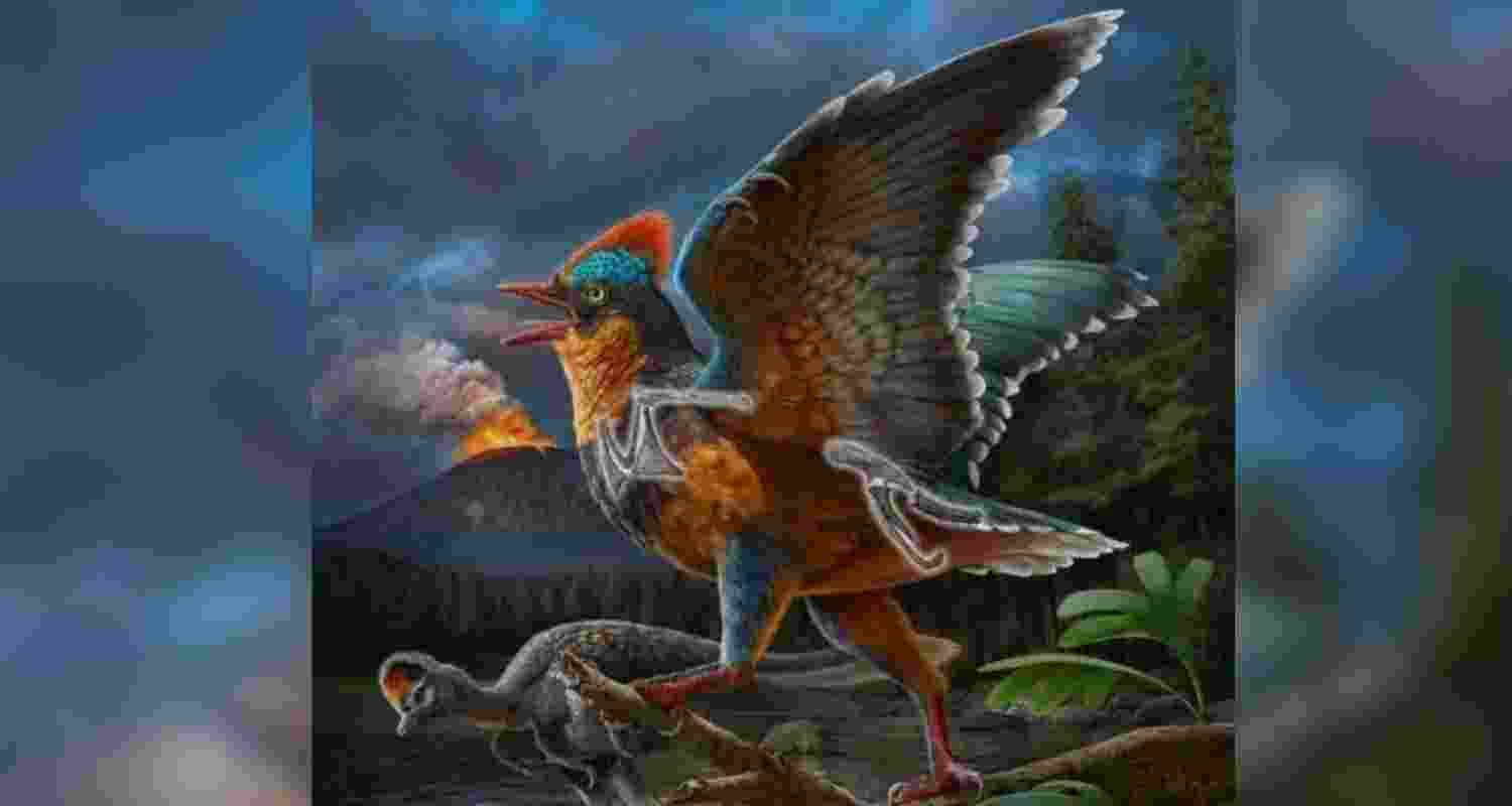 Chinese scientists have unearthed the oldest short-tailed bird fossil, dating back about 150 million years, in east China's Fujian Province. Chinese scientists have unearthed the oldest short-tailed bird fossil, dating back about 150 million years, in east China's Fujian Province.