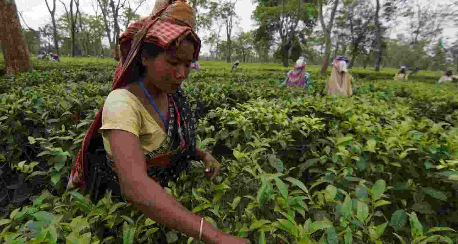 The value of the exports in 2025 during the January-August period stood at ₹5143.56 crore, as compared to ₹4461.95 crore in the similar previous period of 2024 The value of the exports in 2025 during the January-August period stood at ₹5143.56 crore, as compared to ₹4461.95 crore in the similar previous period of 2024