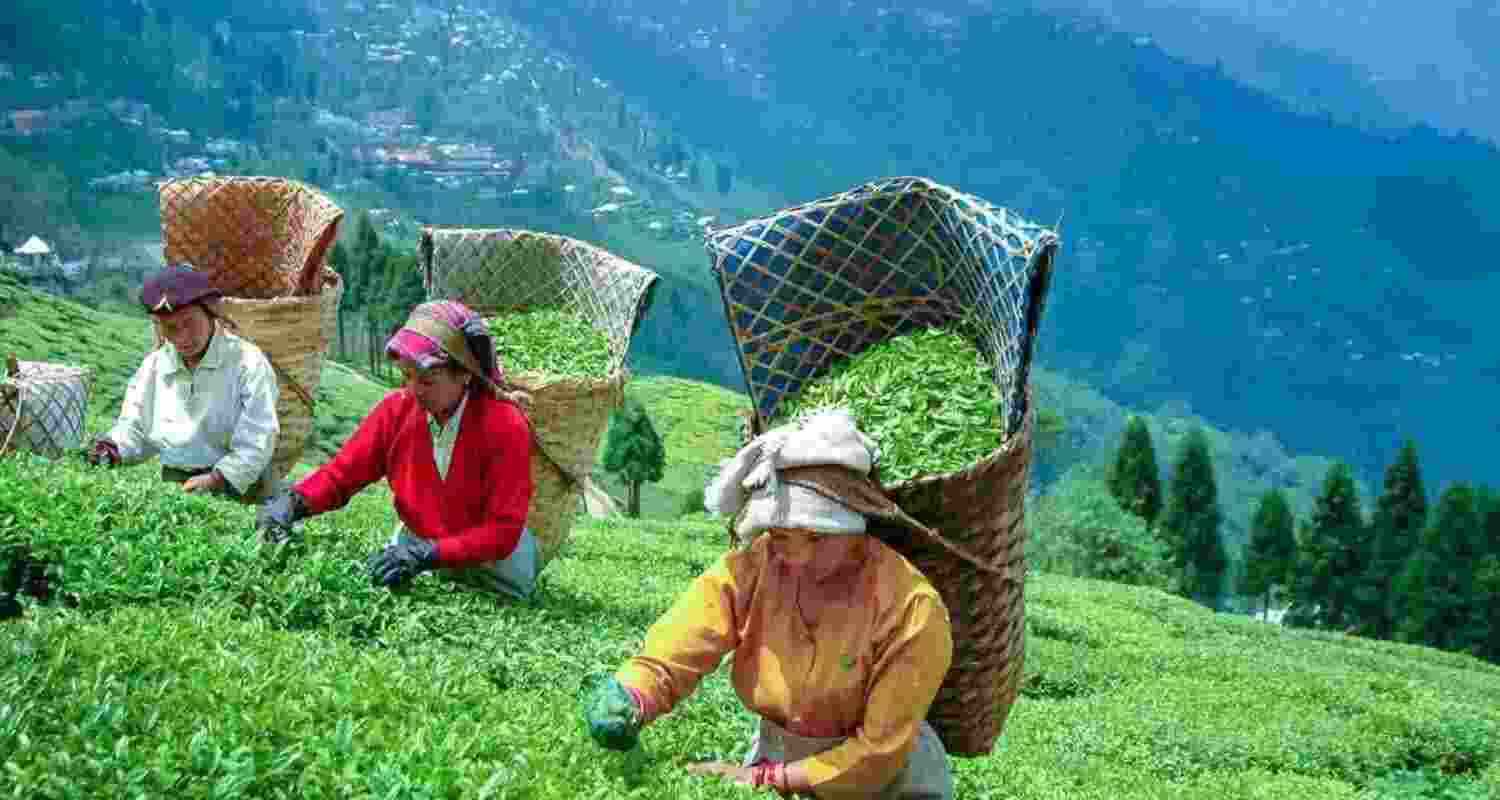 In South India, production declined only marginally to 21.27 million kg in September, as against 22.97 million kg in the same month of 2024, according to the data In South India, production declined only marginally to 21.27 million kg in September, as against 22.97 million kg in the same month of 2024, according to the data