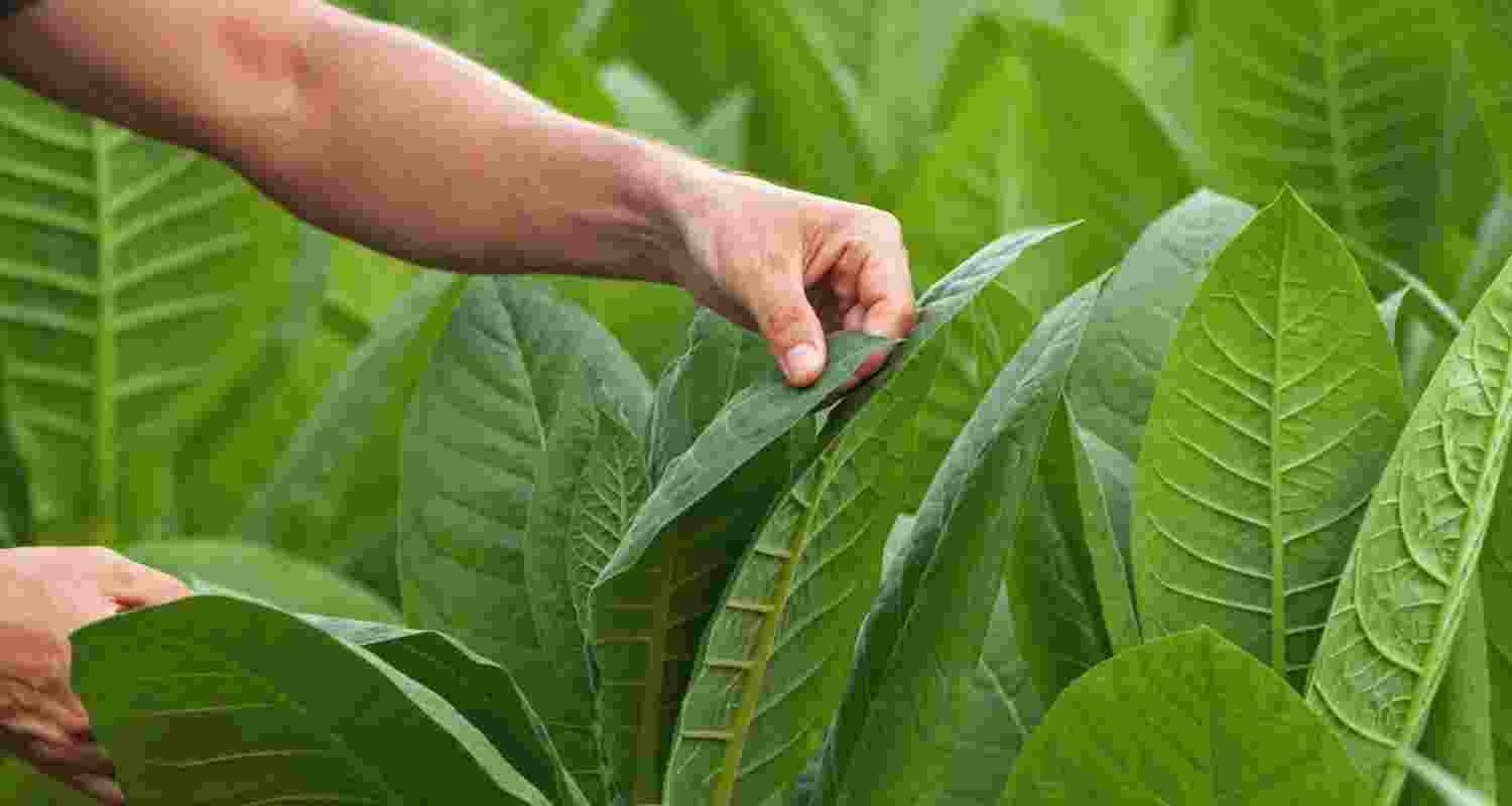 The last date for fresh registration is November 1, while those seeking renewal have time till November 30, according to a notice issued by the Tobacco Board The last date for fresh registration is November 1, while those seeking renewal have time till November 30, according to a notice issued by the Tobacco Board