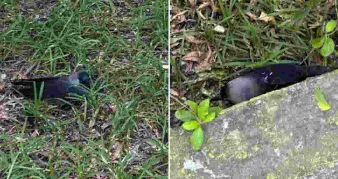 Chennai on alert as H5N1 flu kills hundreds of crows Chennai on alert as H5N1 flu kills hundreds of crows