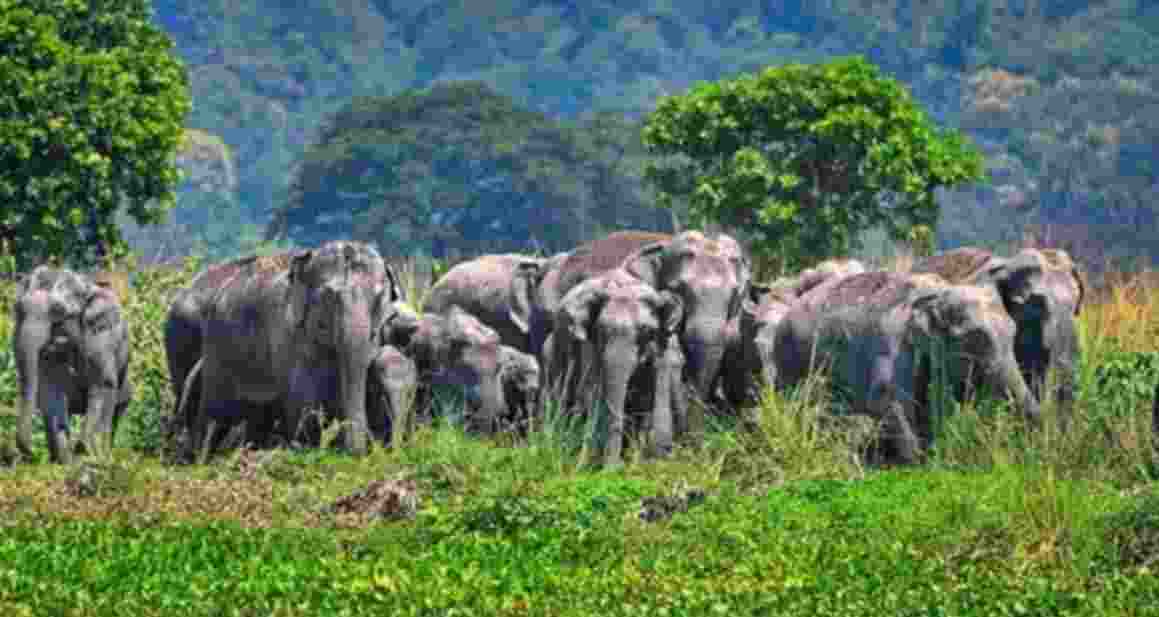 Bengal to launch 22 microhabitats for protecting elephants Bengal to launch 22 microhabitats for protecting elephants