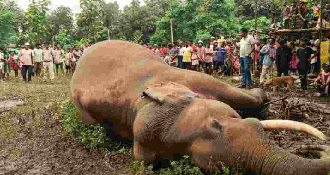 Another elephant dies after being hit by Maoists’ IED in J'khand Another elephant dies after being hit by Maoists’ IED in J'khand