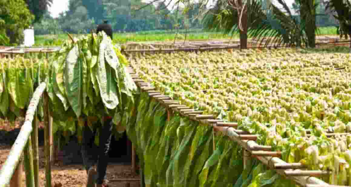 Andhra tobacco farmers face uncertainty due to price crash Andhra tobacco farmers face uncertainty due to price crash