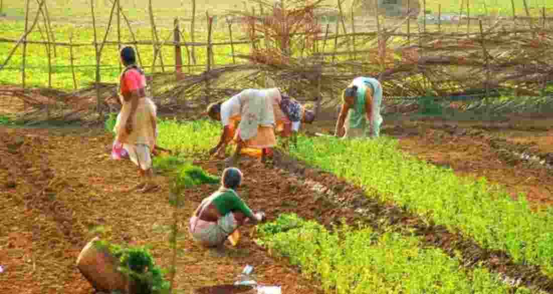 Maha govt inks MoUs to aid women farmers Maha govt inks MoUs to aid women farmers