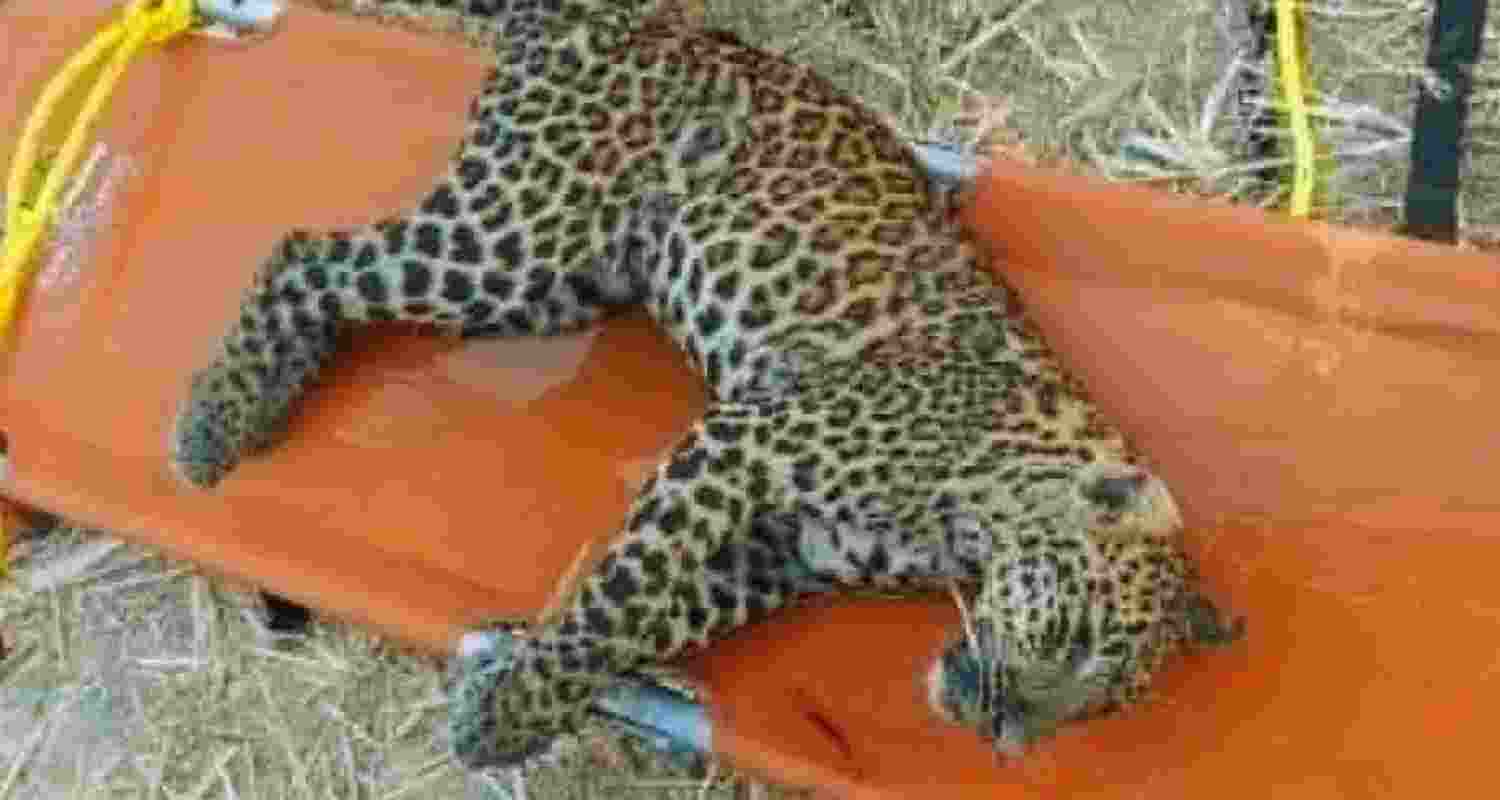 Representative Image. Representative Image.