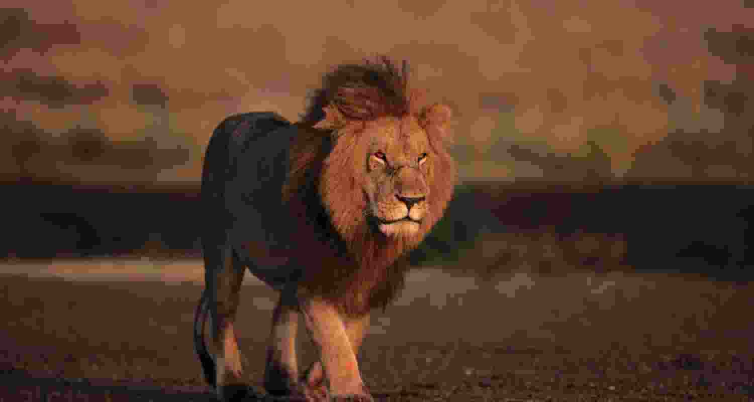 A lion in the grasslands A lion in the grasslands