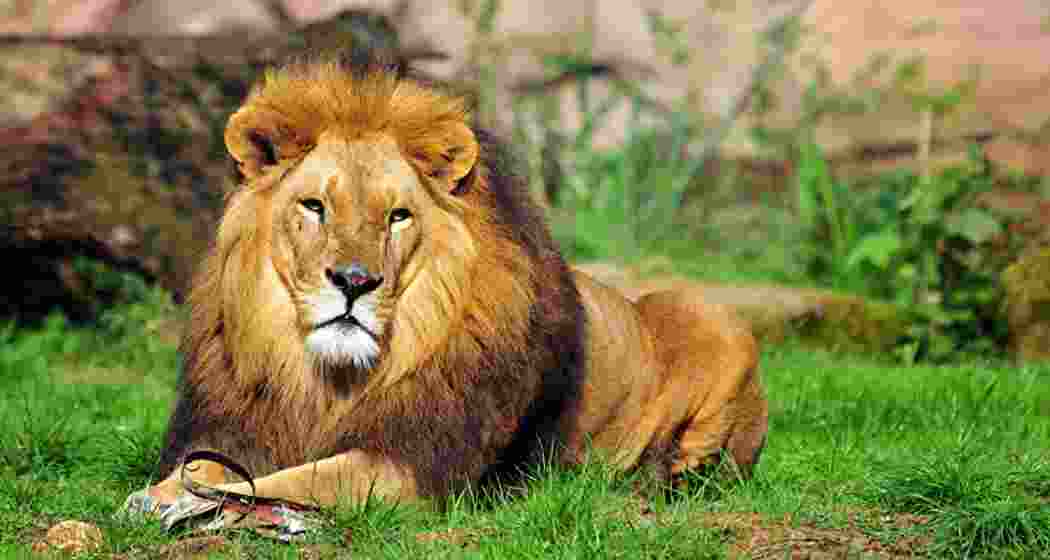 An Asiatic lion rests at Barda Wildlife Sanctuary. An Asiatic lion rests at Barda Wildlife Sanctuary.