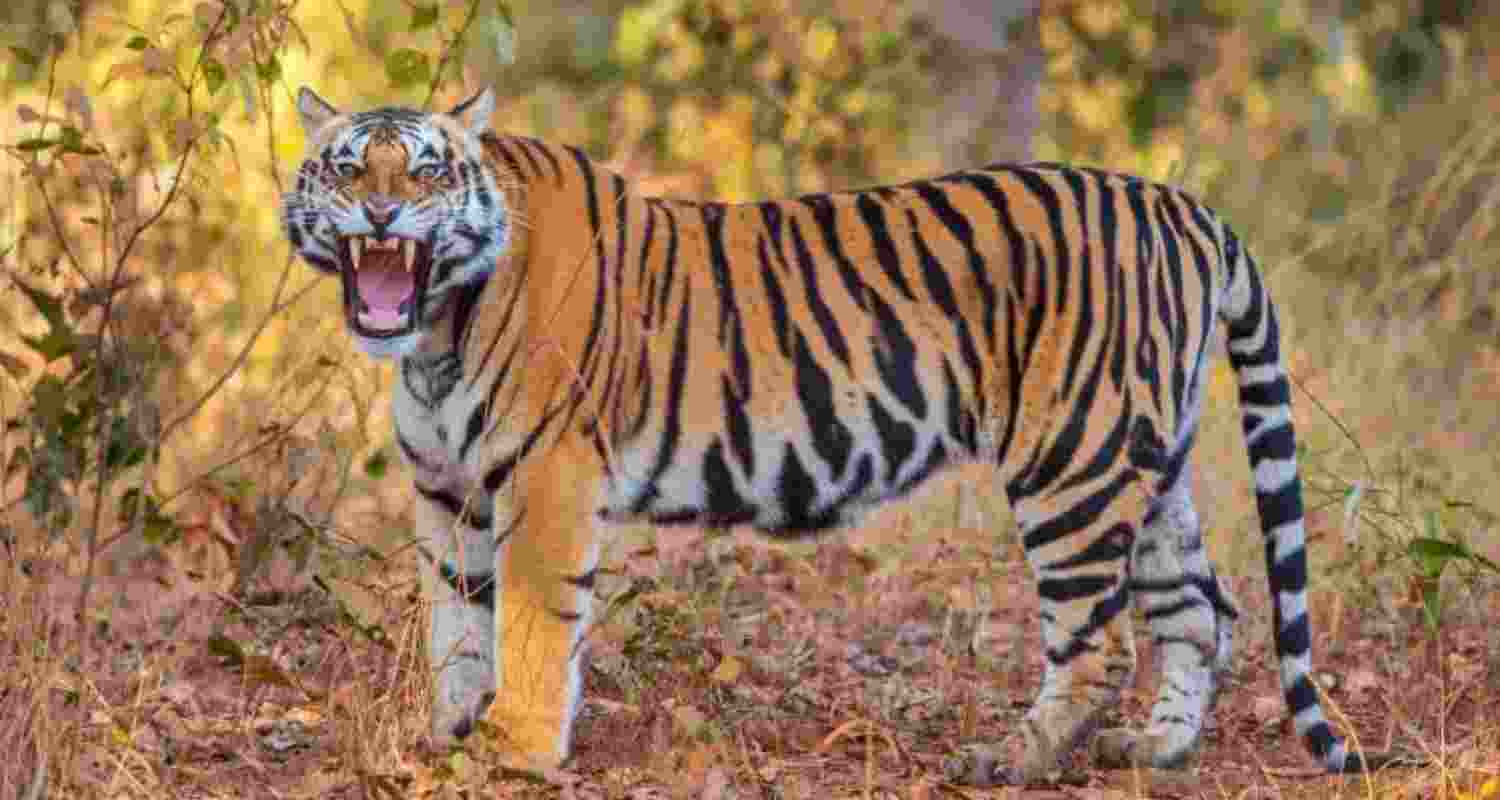 Tiger roaming in a forest. Tiger roaming in a forest.
