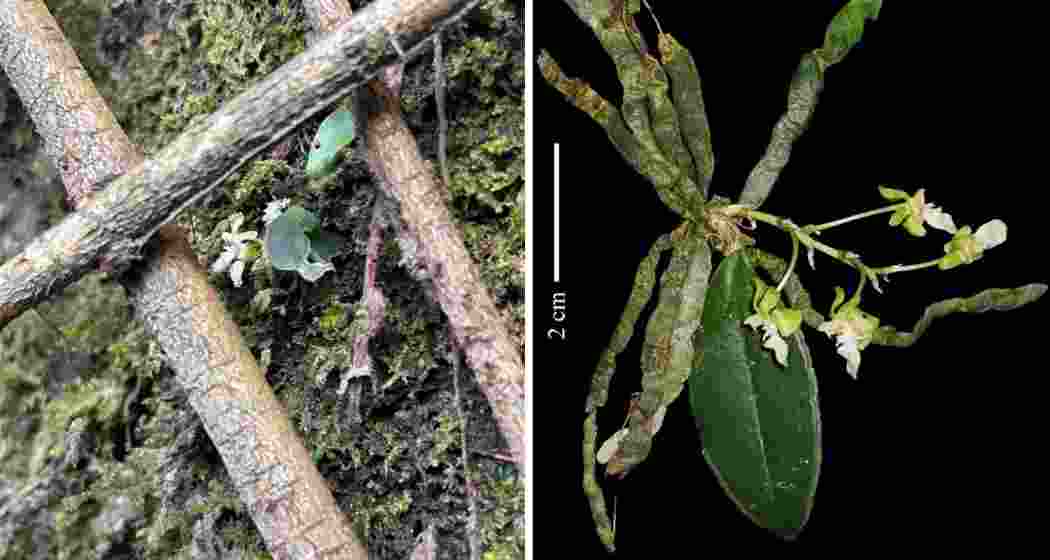 A newly discovered orchid clings to a moss-laden tree in Arunachal Pradesh’s Lower Subansiri forest, where scientists located six rare flowering specimens during a March 2025 expedition. A newly discovered orchid clings to a moss-laden tree in Arunachal Pradesh’s Lower Subansiri forest, where scientists located six rare flowering specimens during a March 2025 expedition.