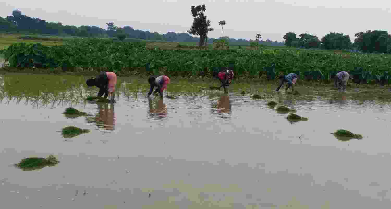 Women plant rice in paddy fields at Burdwan, West Bengal. Women plant rice in paddy fields at Burdwan, West Bengal.