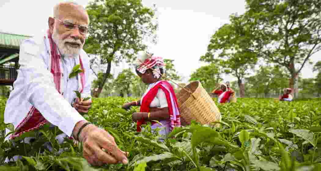 Prime Minister Narendra Modi plucks tea leaves with women workers at a tea garden, in Dibrugarh, Assam on Wednesday. Prime Minister Narendra Modi plucks tea leaves with women workers at a tea garden, in Dibrugarh, Assam on Wednesday.