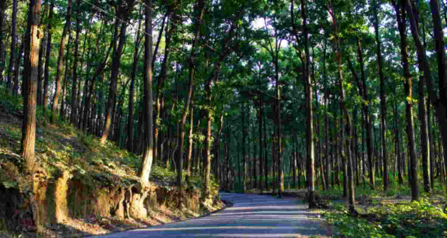 Delhi woman hides in U'khand forest to escape rape bid by driver Delhi woman hides in U'khand forest to escape rape bid by driver