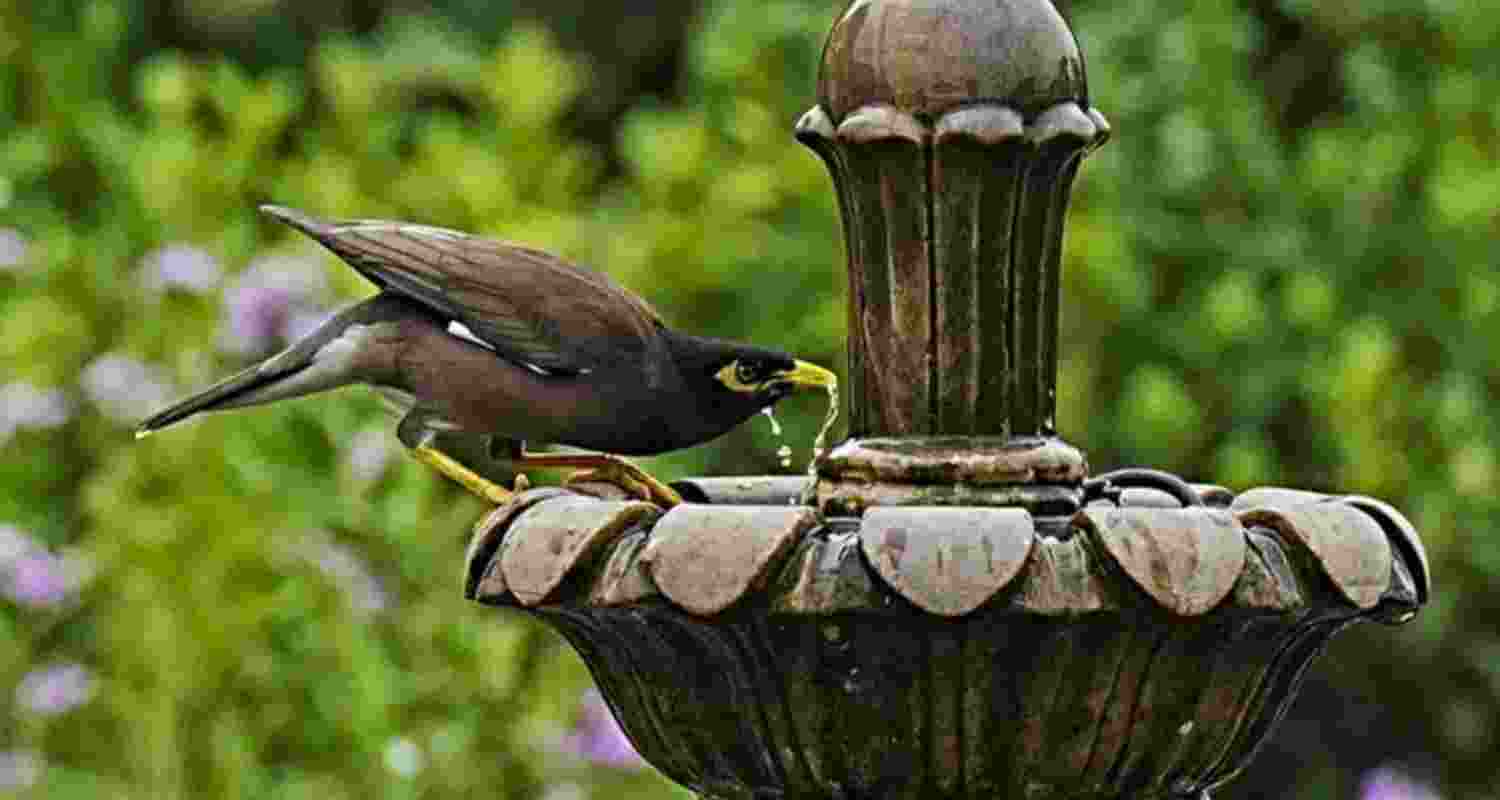 Unseasonal scorching heat continues to grip Delhi in March Unseasonal scorching heat continues to grip Delhi in March