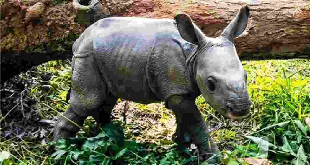 The newborn one-horned rhinoceros calf moves through the forest of Jaldapara National Park, North Bengal. The newborn one-horned rhinoceros calf moves through the forest of Jaldapara National Park, North Bengal.