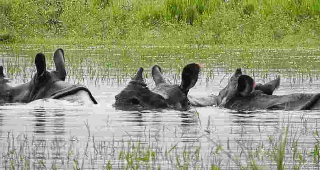 A rhino navigates floodwaters in Gorumara National Park. A rhino navigates floodwaters in Gorumara National Park.