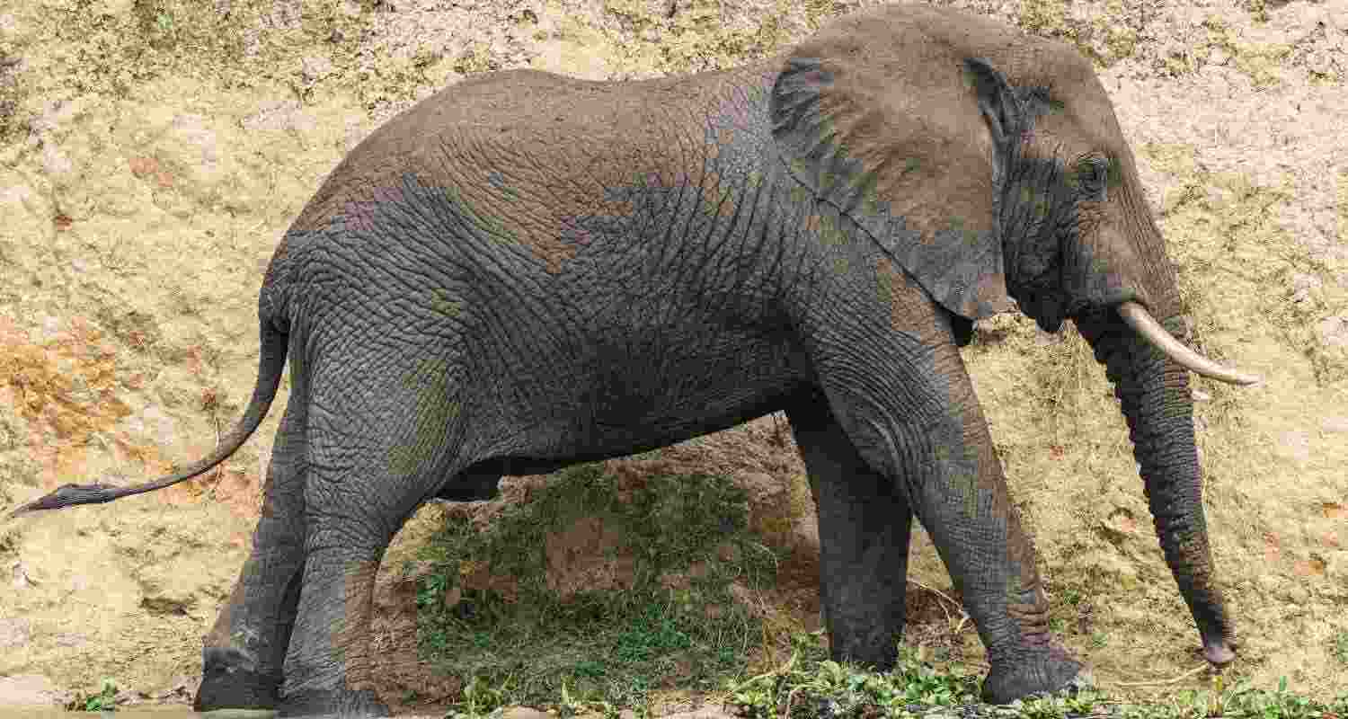Thermal drone cameras keep track of rogue elephant Thermal drone cameras keep track of rogue elephant