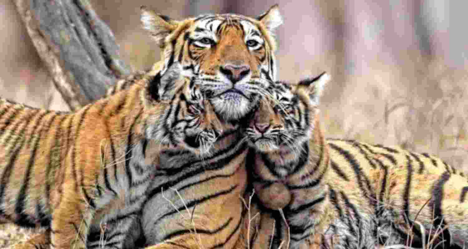 Are Sundarbans running out of space for tigers? Are Sundarbans running out of space for tigers?