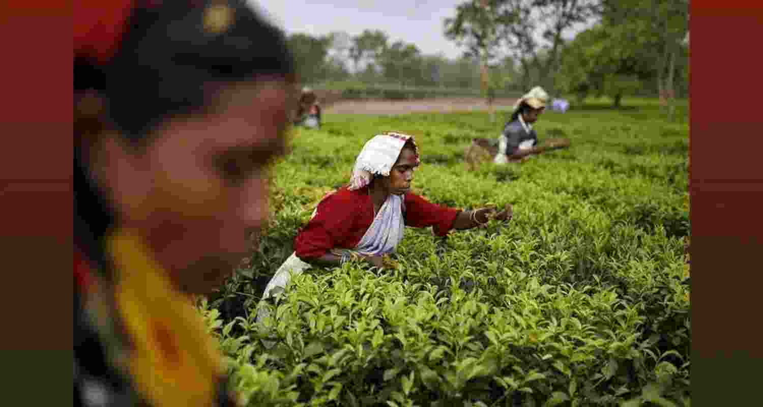 Assam Budget: AI-powered auctions to transform tea industry Assam Budget: AI-powered auctions to transform tea industry