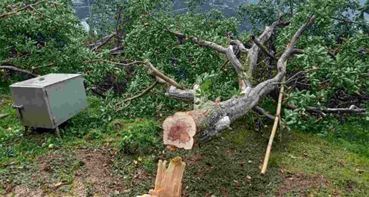 The Apple Farmers' Federation of India (AFFI) has expressed shock over the cutting of thousands of trees by the Himachal Pradesh Forest Department. The Apple Farmers' Federation of India (AFFI) has expressed shock over the cutting of thousands of trees by the Himachal Pradesh Forest Department.