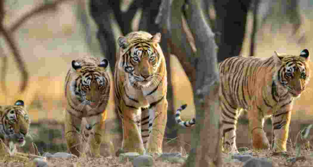A file photo of tigers roaming freely in Chhattisgarh’s Achanakmar Tiger Reserve. A file photo of tigers roaming freely in Chhattisgarh’s Achanakmar Tiger Reserve.