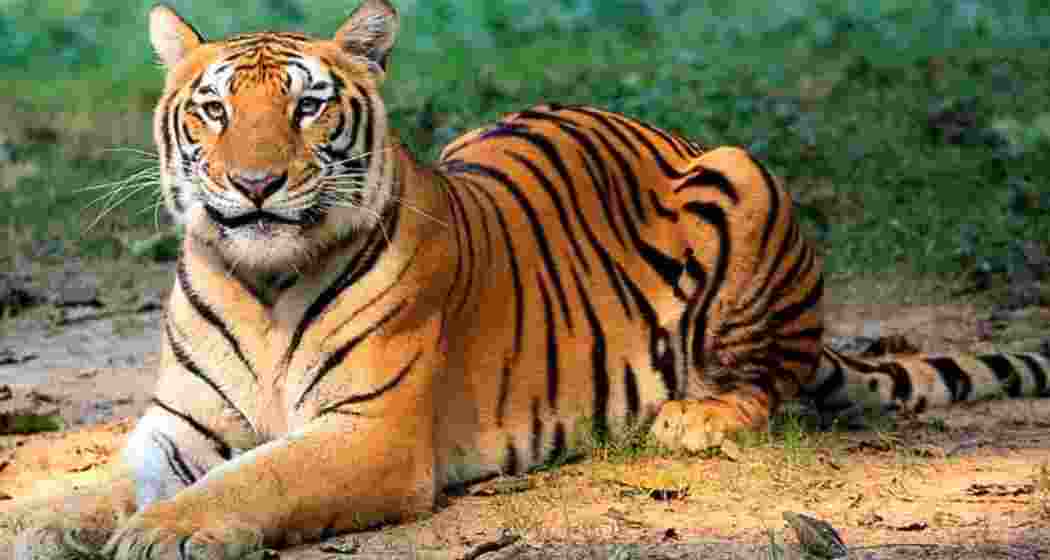 Image for representative use only. Image for representative use only.