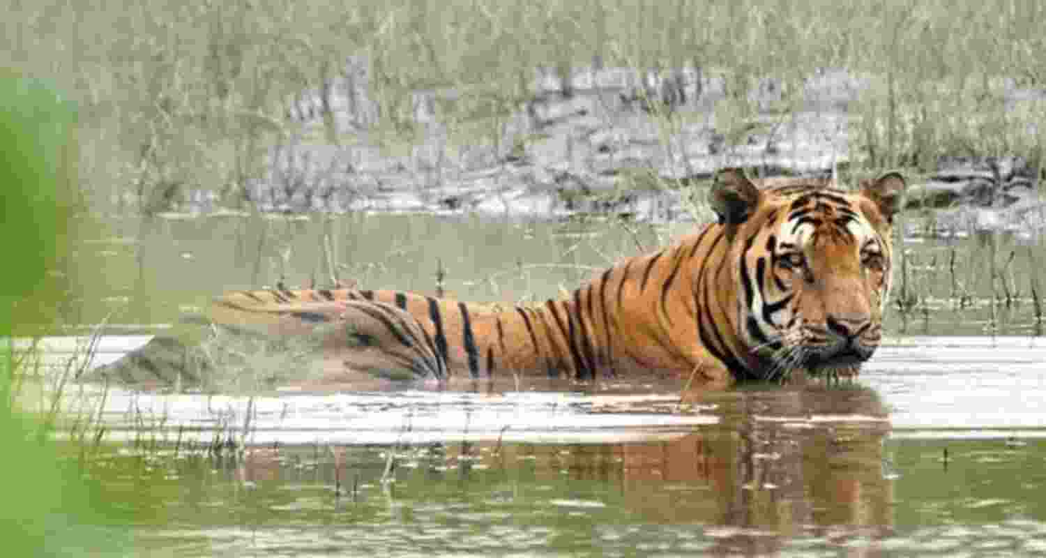 India marks International Tiger Day with Kaziranga’s tally rising to 148 India marks International Tiger Day with Kaziranga’s tally rising to 148