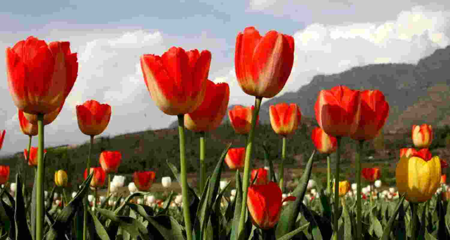 Srinagar’s Tulip Garden sees 1.77 lakh visitors in 16 days, with numbers set to cross 2 lakh as blooms peak and tourist footfall surges. Srinagar’s Tulip Garden sees 1.77 lakh visitors in 16 days, with numbers set to cross 2 lakh as blooms peak and tourist footfall surges.