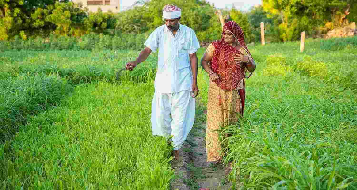 Market Intervention Scheme guidelines revised for states. Market Intervention Scheme guidelines revised for states.