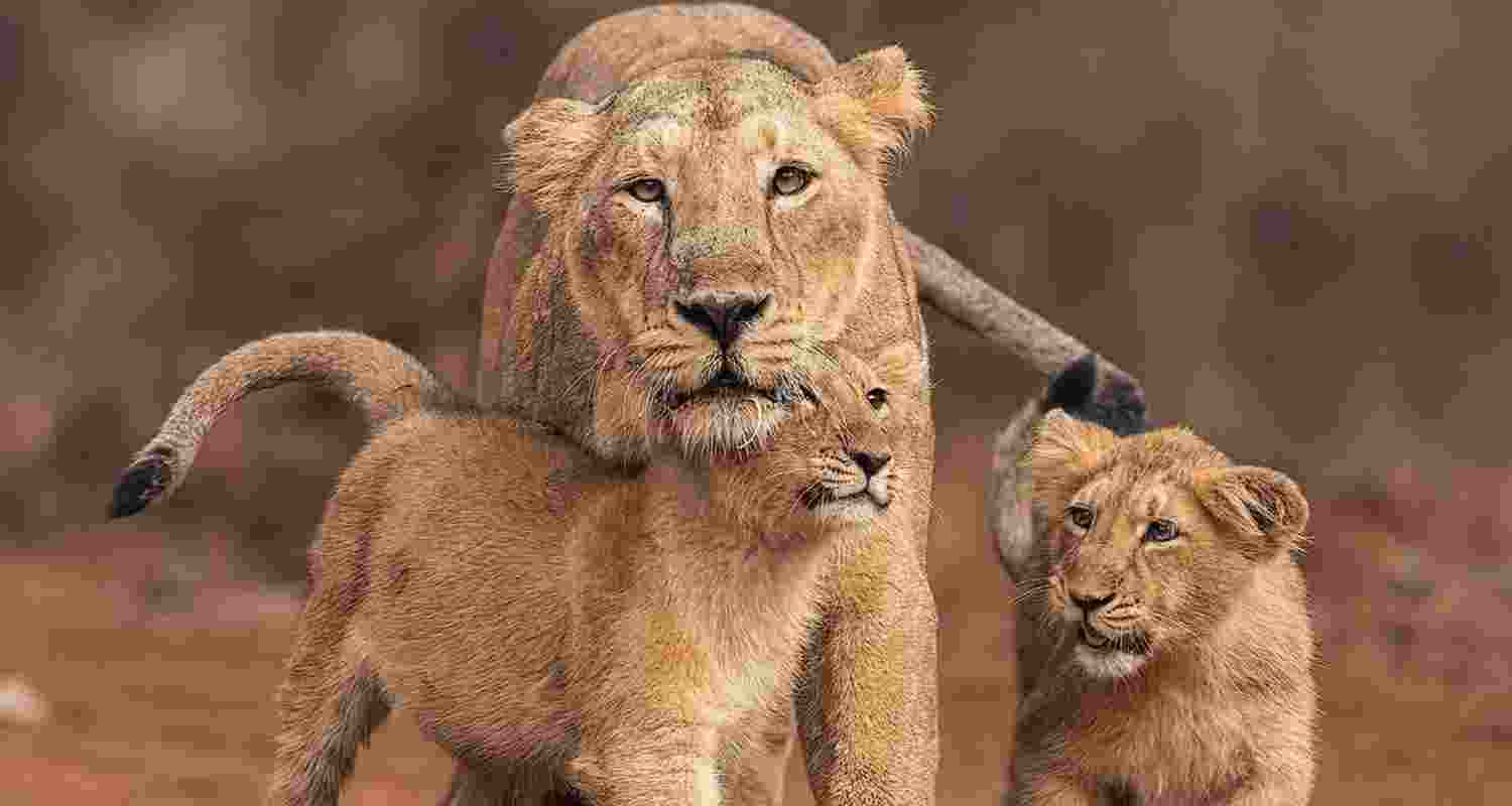 Hi Tech Tools Aid Lion Count in Gujarat. Hi Tech Tools Aid Lion Count in Gujarat.