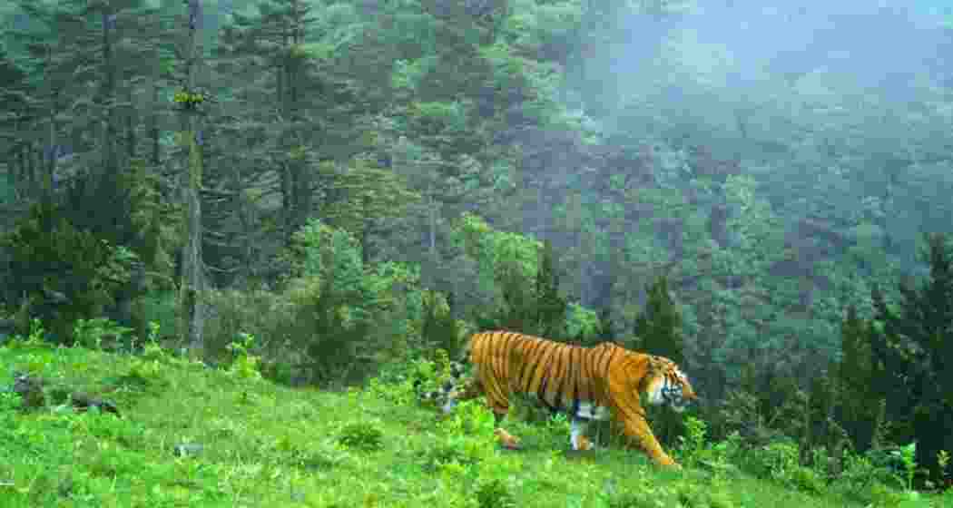 Tigers have been photo-captured in camera traps in two different locations in the remote montane forests of North district of Sikkim. Tigers have been photo-captured in camera traps in two different locations in the remote montane forests of North district of Sikkim.