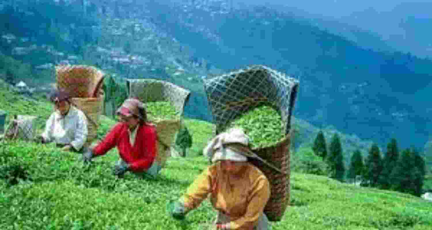 Small tea growers have asked for the concept of minimum benchmark price to be replaced by a new methodology linked to the total sales value so that growers receive a fair and remunerative price (Representative Image) Small tea growers have asked for the concept of minimum benchmark price to be replaced by a new methodology linked to the total sales value so that growers receive a fair and remunerative price (Representative Image)